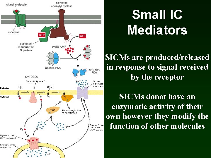 Small IC Mediators SICMs are produced/released in response to signal received by the receptor Small IC Mediators SICMs are produced/released in response to signal received by the receptor