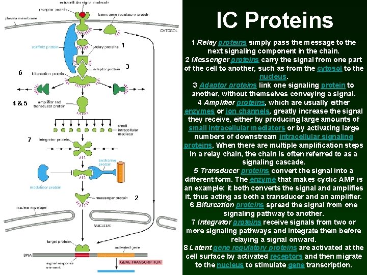 IC Proteins 1 3 6 4 & 5 7 2 1 Relay proteins simply IC Proteins 1 3 6 4 & 5 7 2 1 Relay proteins simply