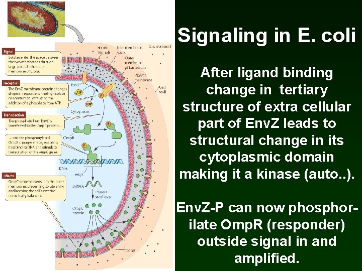Signaling in E. coli After ligand binding change in tertiary structure of extra cellular Signaling in E. coli After ligand binding change in tertiary structure of extra cellular