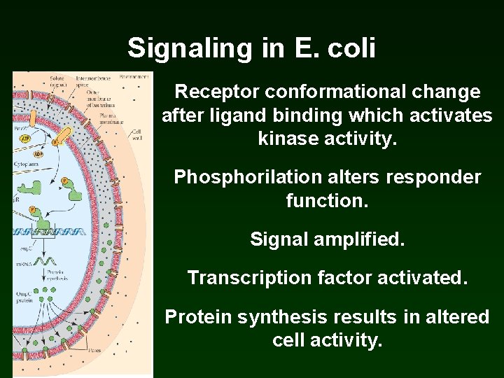 Signaling in E. coli Receptor conformational change after ligand binding which activates kinase activity. Signaling in E. coli Receptor conformational change after ligand binding which activates kinase activity.