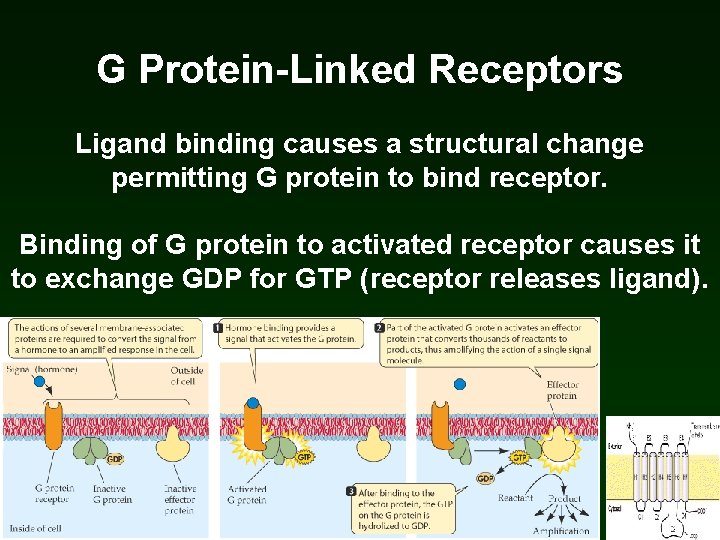 G Protein-Linked Receptors Ligand binding causes a structural change permitting G protein to bind G Protein-Linked Receptors Ligand binding causes a structural change permitting G protein to bind