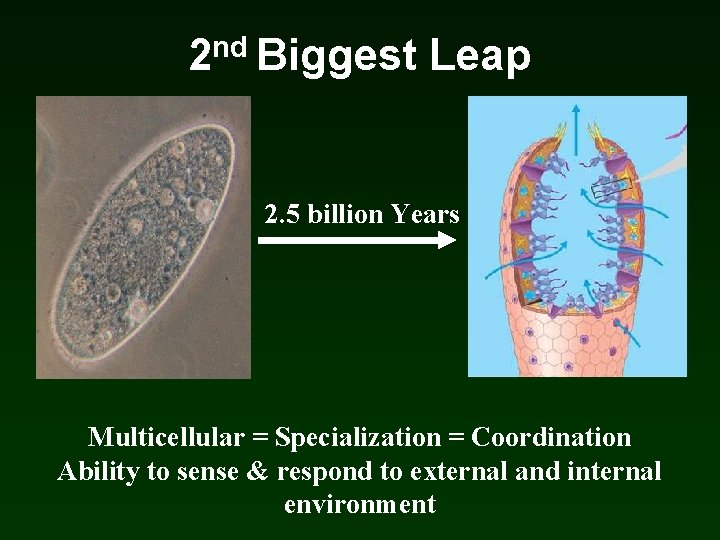 2 nd Biggest Leap 2. 5 billion Years Multicellular = Specialization = Coordination Ability 2 nd Biggest Leap 2. 5 billion Years Multicellular = Specialization = Coordination Ability