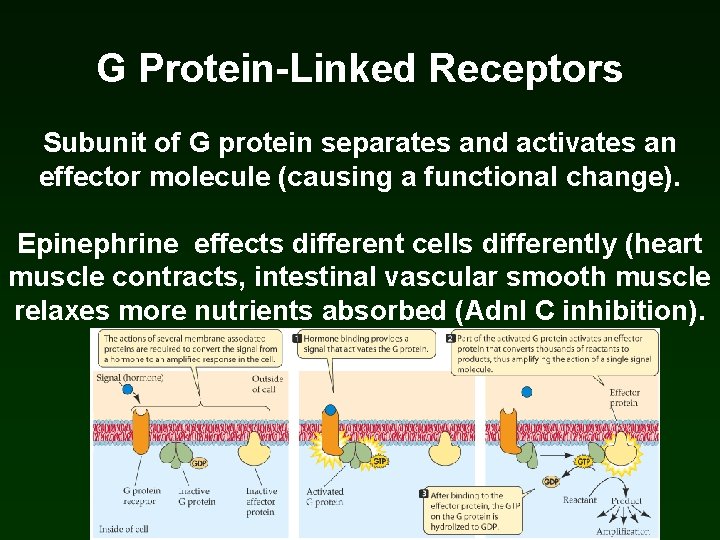 G Protein-Linked Receptors Subunit of G protein separates and activates an effector molecule (causing G Protein-Linked Receptors Subunit of G protein separates and activates an effector molecule (causing