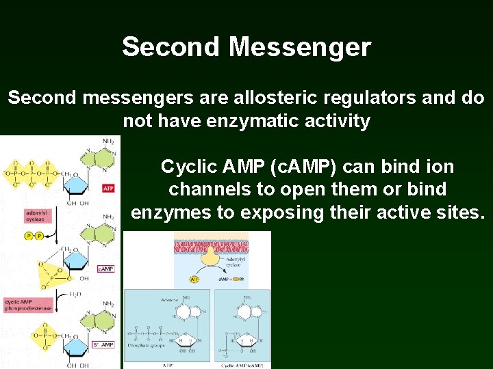 Second Messenger Second messengers are allosteric regulators and do not have enzymatic activity Cyclic Second Messenger Second messengers are allosteric regulators and do not have enzymatic activity Cyclic