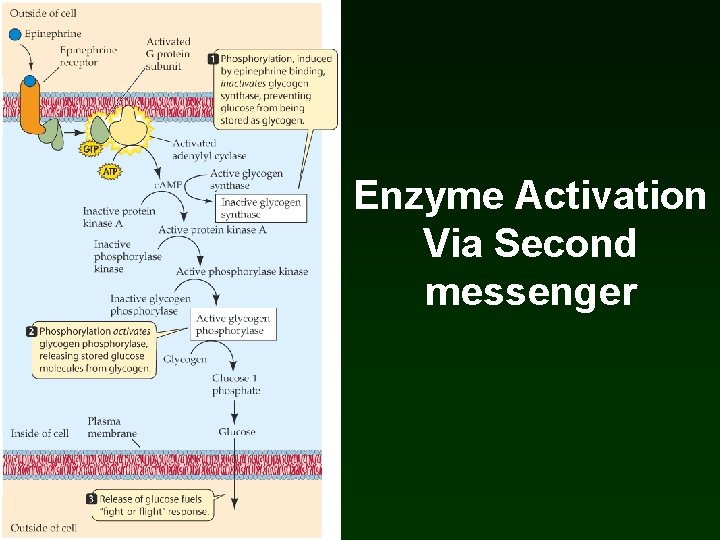 Enzyme Activation Via Second messenger Enzyme Activation Via Second messenger