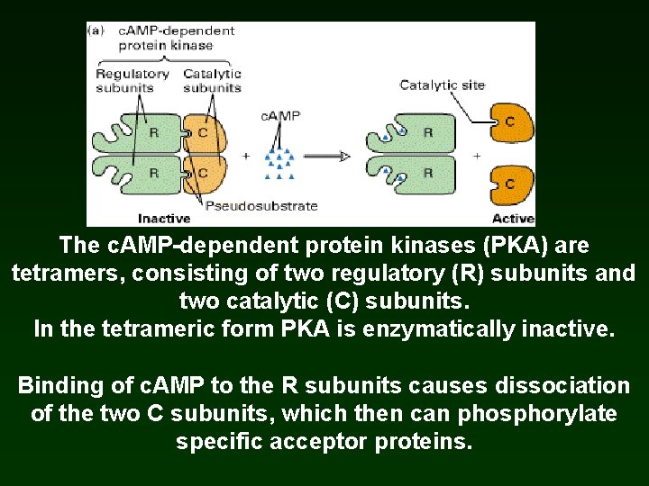 The c. AMP-dependent protein kinases (PKA) are tetramers, consisting of two regulatory (R) subunits The c. AMP-dependent protein kinases (PKA) are tetramers, consisting of two regulatory (R) subunits