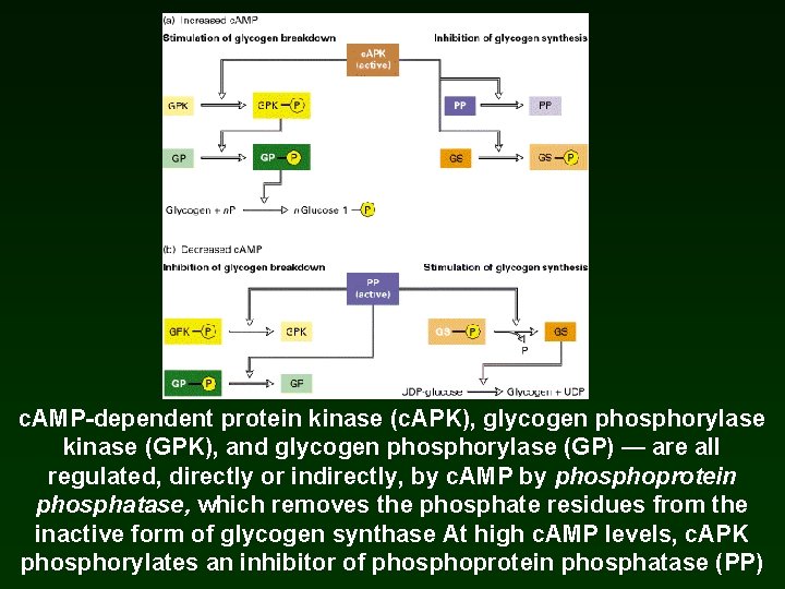 c. AMP-dependent protein kinase (c. APK), glycogen phosphorylase kinase (GPK), and glycogen phosphorylase (GP) c. AMP-dependent protein kinase (c. APK), glycogen phosphorylase kinase (GPK), and glycogen phosphorylase (GP)