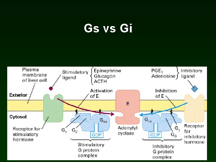 Gs vs Gi Gs vs Gi