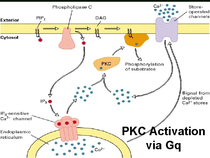 PKC Activation via Gq PKC Activation via Gq