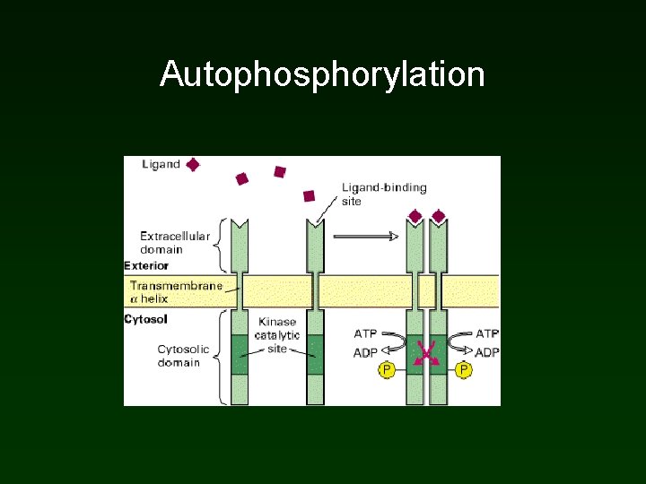 Autophosphorylation Autophosphorylation
