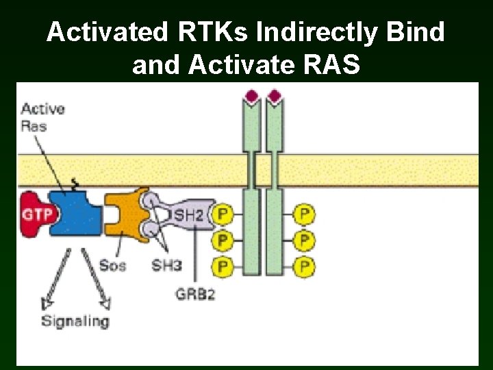 Activated RTKs Indirectly Bind and Activate RAS Activated RTKs Indirectly Bind and Activate RAS
