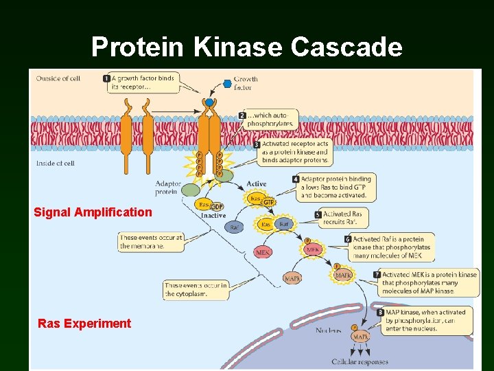 Protein Kinase Cascade Signal Amplification Ras Experiment Protein Kinase Cascade Signal Amplification Ras Experiment