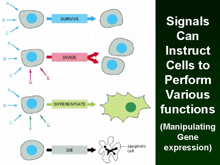 Signals Can Instruct Cells to Perform Various functions (Manipulating Gene expression) Signals Can Instruct Cells to Perform Various functions (Manipulating Gene expression)