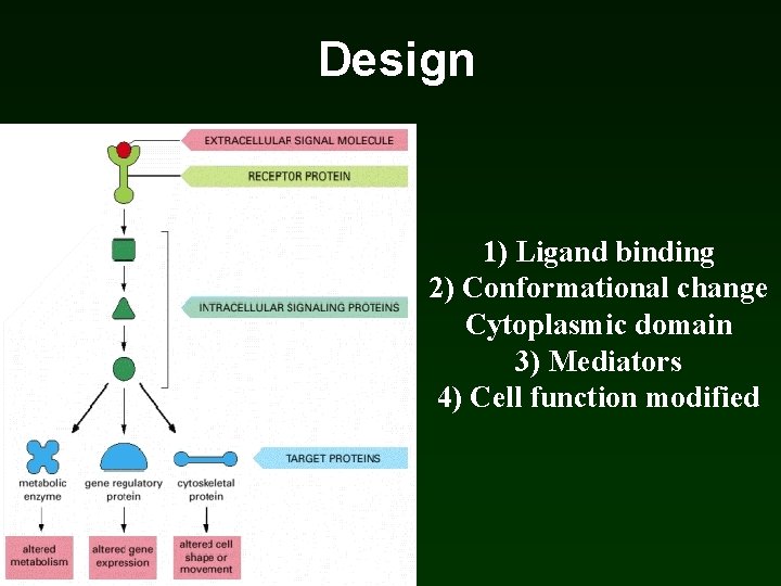 Design 1) Ligand binding 2) Conformational change Cytoplasmic domain 3) Mediators 4) Cell function Design 1) Ligand binding 2) Conformational change Cytoplasmic domain 3) Mediators 4) Cell function