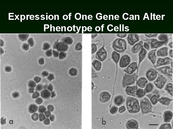 Expression of One Gene Can Alter Phenotype of Cells Expression of One Gene Can Alter Phenotype of Cells