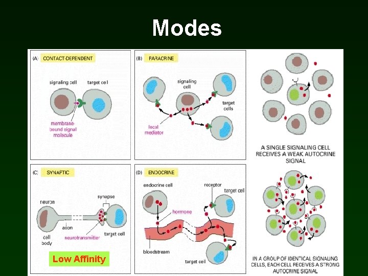 Modes Low Affinity Modes Low Affinity