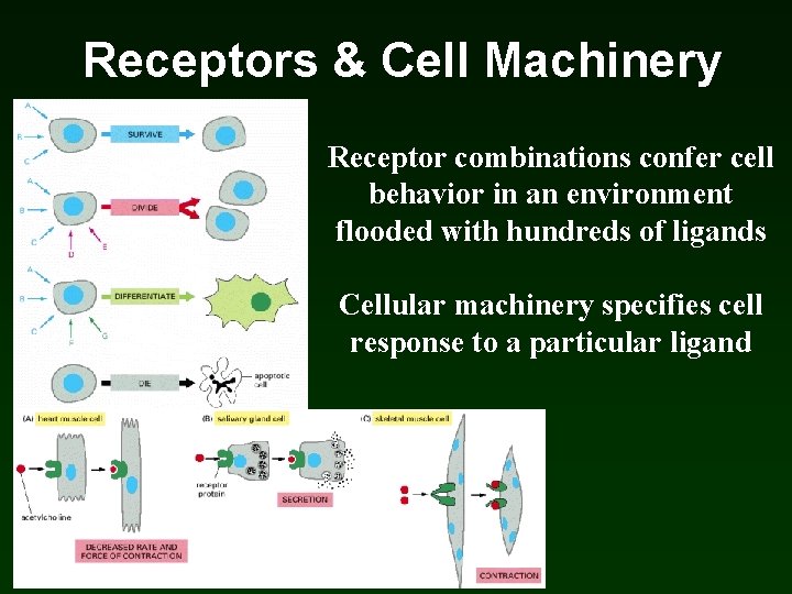 Receptors & Cell Machinery Receptor combinations confer cell behavior in an environment flooded with Receptors & Cell Machinery Receptor combinations confer cell behavior in an environment flooded with