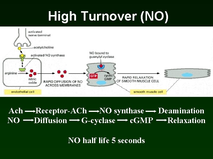 High Turnover (NO) Ach NO Receptor-ACh NO synthase Deamination Diffusion G-cyclase c. GMP Relaxation High Turnover (NO) Ach NO Receptor-ACh NO synthase Deamination Diffusion G-cyclase c. GMP Relaxation