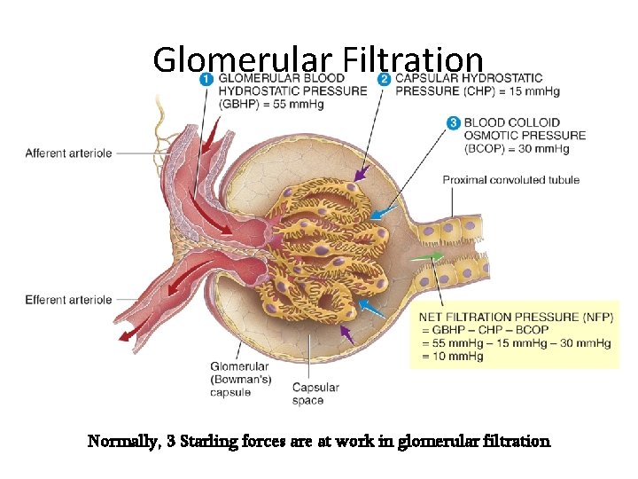 Glomerular Filtration Normally, 3 Starling forces are at work in glomerular filtration 