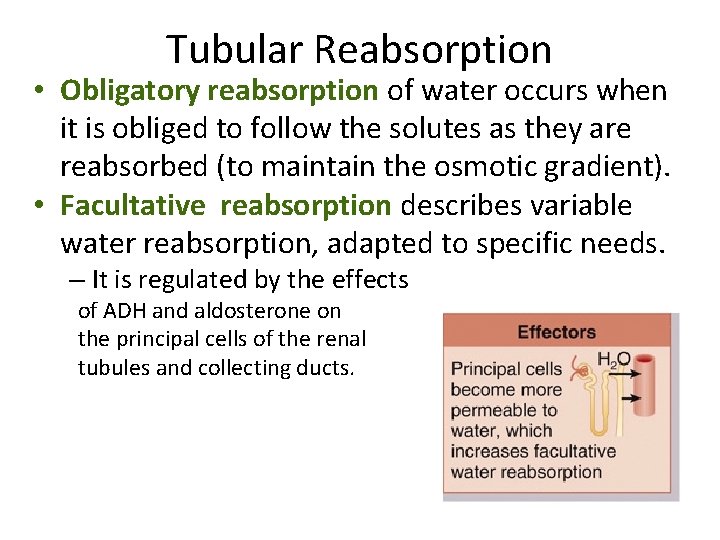 Tubular Reabsorption • Obligatory reabsorption of water occurs when it is obliged to follow