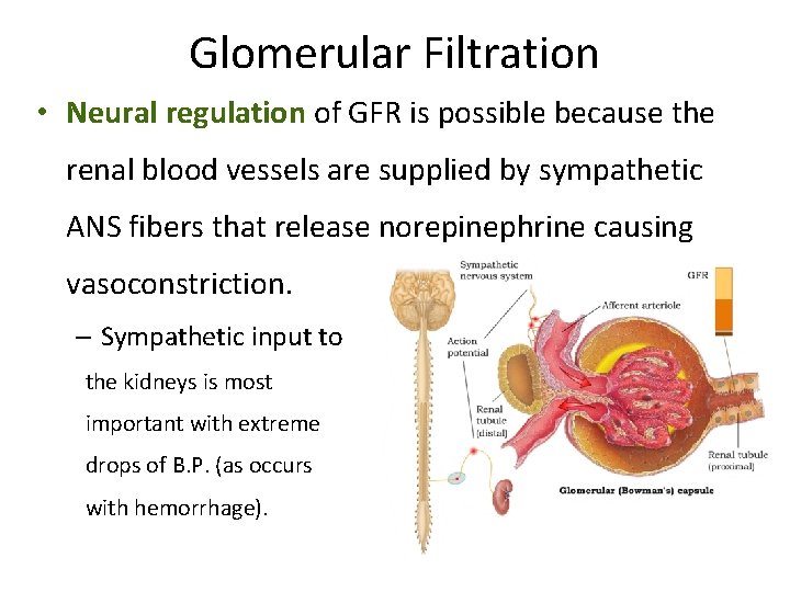 Glomerular Filtration • Neural regulation of GFR is possible because the renal blood vessels