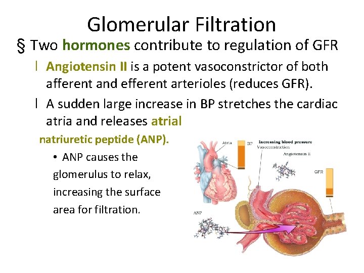 Glomerular Filtration § Two hormones contribute to regulation of GFR l Angiotensin II is