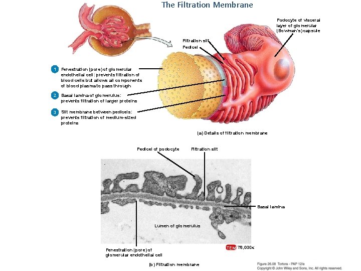 The Filtration Membrane Podocyte of visceral layer of glomerular (Bowman’s) capsule Filtration slit Pedicel