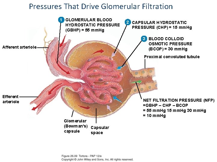 Pressures That Drive Glomerular Filtration 1 GLOMERULAR BLOOD HYDROSTATIC PRESSURE (GBHP) = 55 mm.