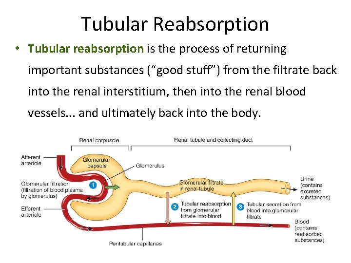 Tubular Reabsorption • Tubular reabsorption is the process of returning important substances (“good stuff”)