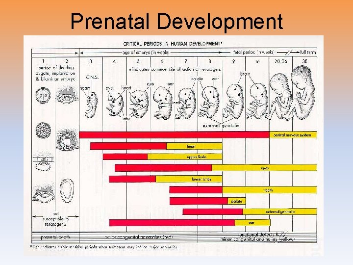 Prenatal Development 