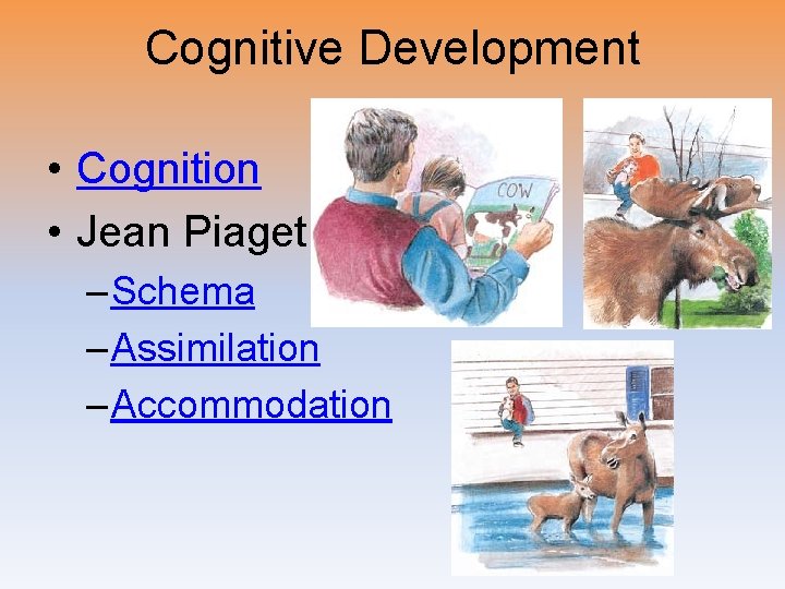 Cognitive Development • Cognition • Jean Piaget – Schema – Assimilation – Accommodation 