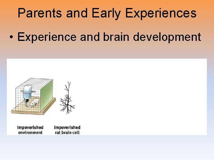 Parents and Early Experiences • Experience and brain development 