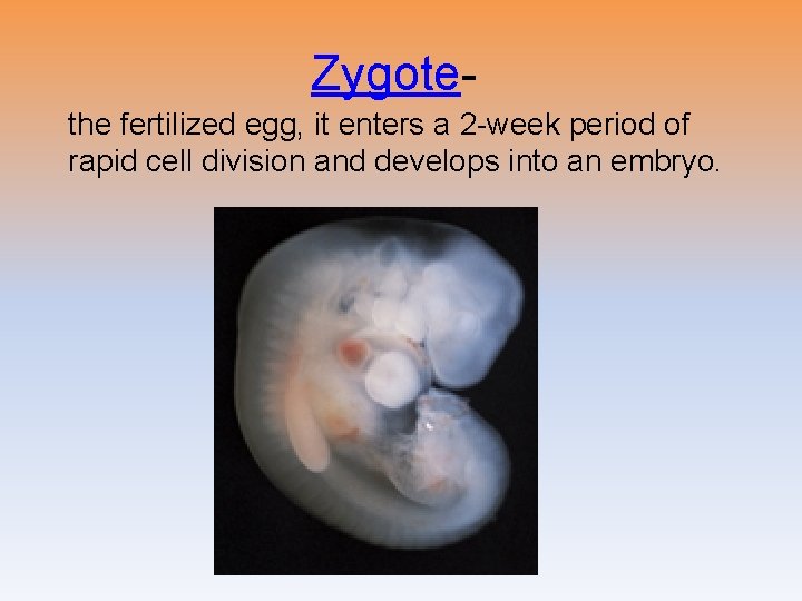 Zygotethe fertilized egg, it enters a 2 -week period of rapid cell division and