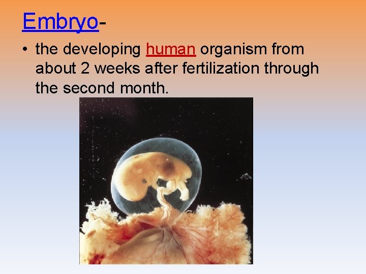 Embryo • the developing human organism from about 2 weeks after fertilization through the