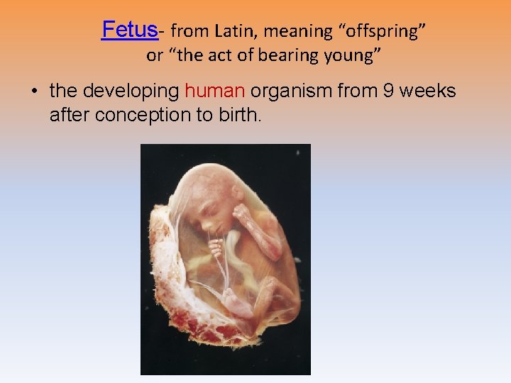 Fetus- from Latin, meaning “offspring” or “the act of bearing young” • the developing