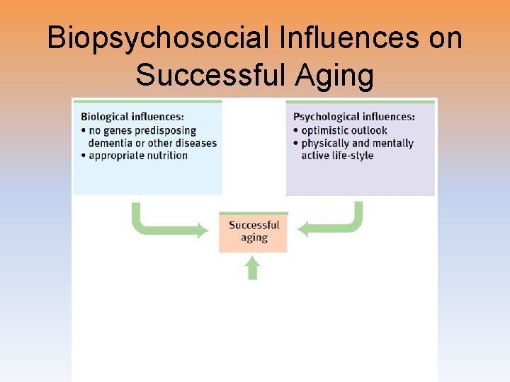 Biopsychosocial Influences on Successful Aging 