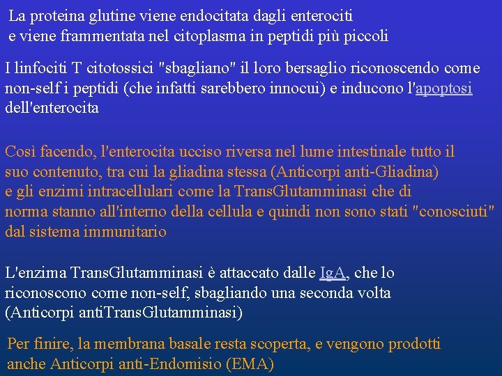 La proteina glutine viene endocitata dagli enterociti e viene frammentata nel citoplasma in peptidi La proteina glutine viene endocitata dagli enterociti e viene frammentata nel citoplasma in peptidi