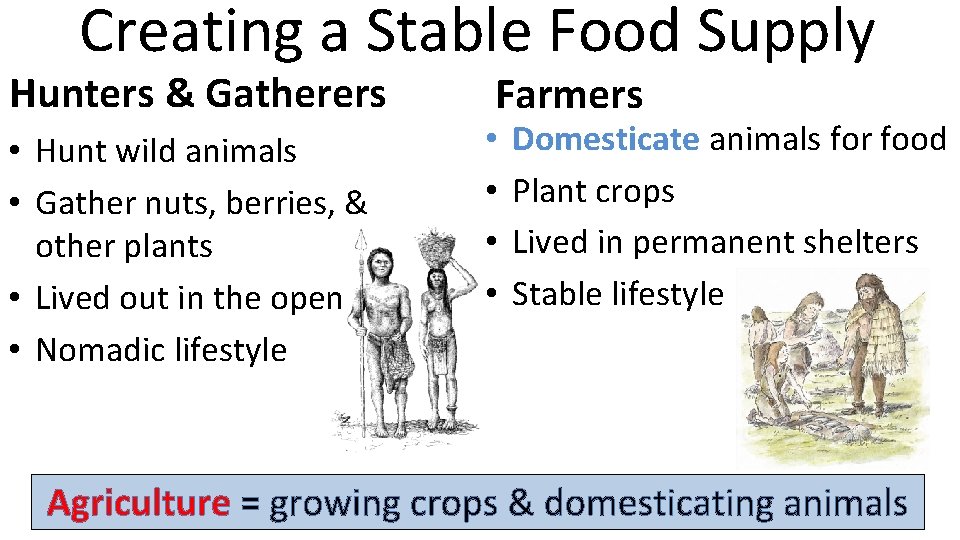 Creating a Stable Food Supply Hunters & Gatherers • Hunt wild animals • Gather