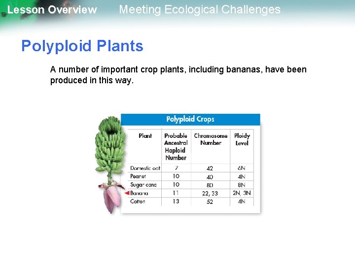 Lesson Overview Meeting Ecological Challenges Polyploid Plants A number of important crop plants, including