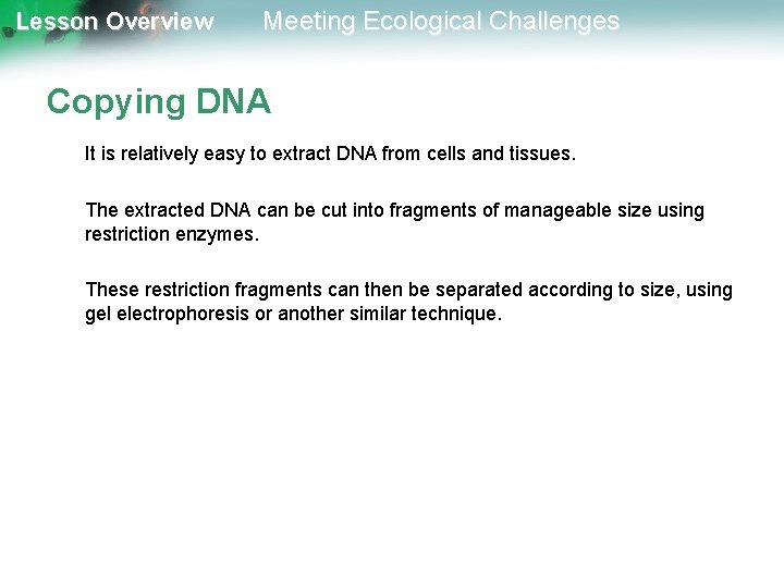 Lesson Overview Meeting Ecological Challenges Copying DNA It is relatively easy to extract DNA