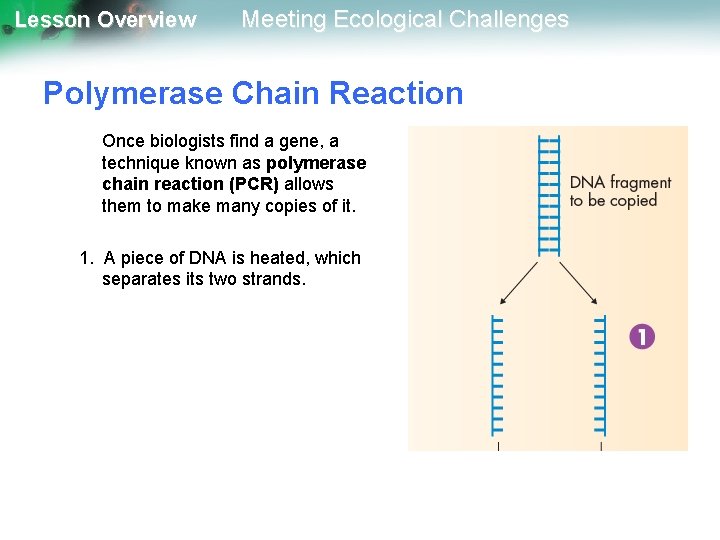 Lesson Overview Meeting Ecological Challenges Polymerase Chain Reaction Once biologists find a gene, a