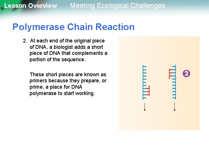 Lesson Overview Meeting Ecological Challenges Polymerase Chain Reaction 2. At each end of the