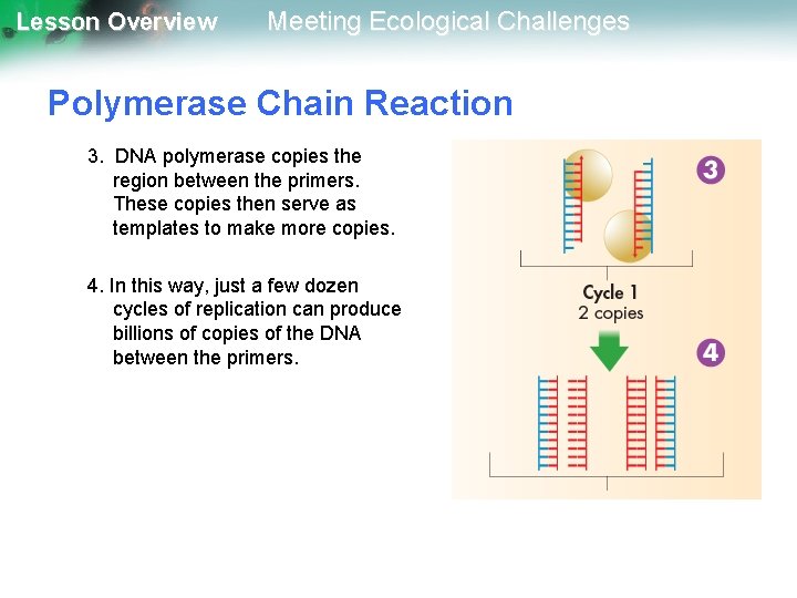 Lesson Overview Meeting Ecological Challenges Polymerase Chain Reaction 3. DNA polymerase copies the region