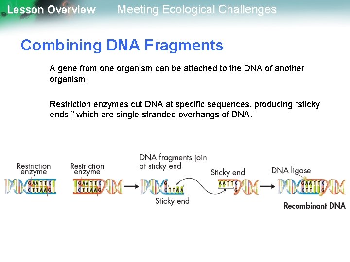 Lesson Overview Meeting Ecological Challenges Combining DNA Fragments A gene from one organism can