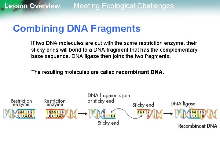 Lesson Overview Meeting Ecological Challenges Combining DNA Fragments If two DNA molecules are cut