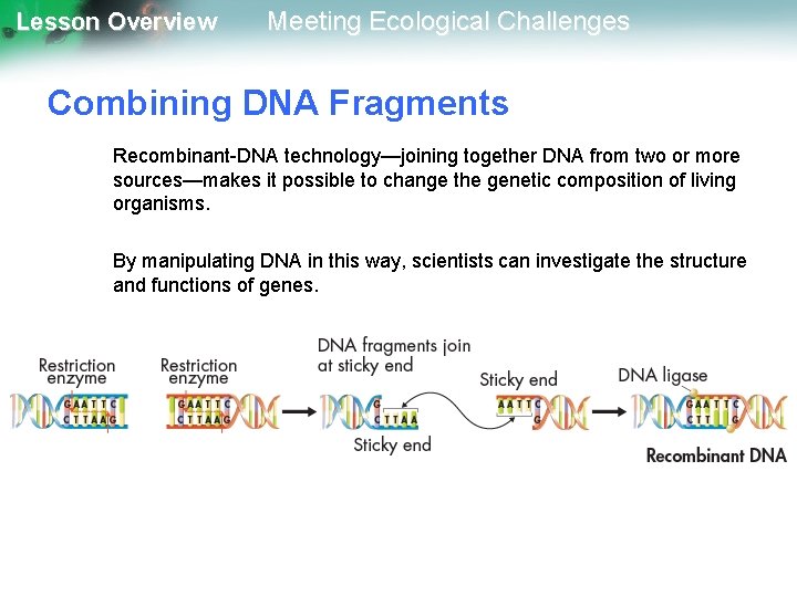 Lesson Overview Meeting Ecological Challenges Combining DNA Fragments Recombinant-DNA technology—joining together DNA from two
