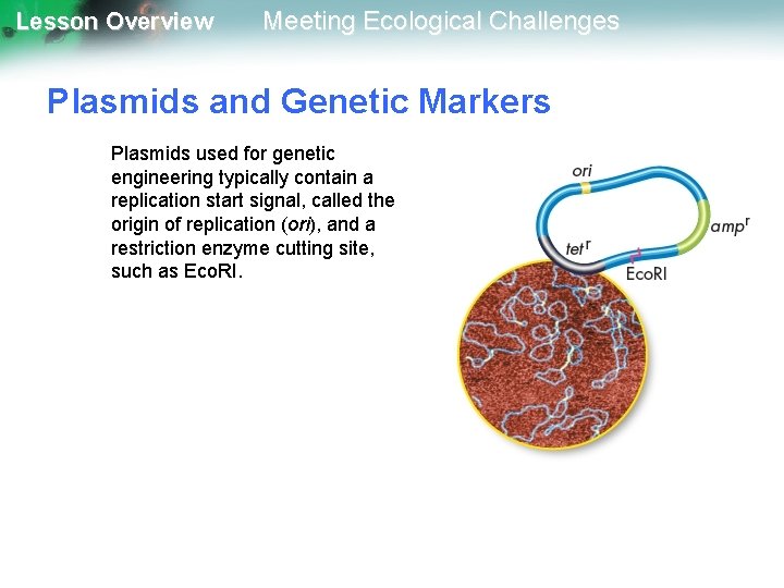 Lesson Overview Meeting Ecological Challenges Plasmids and Genetic Markers Plasmids used for genetic engineering