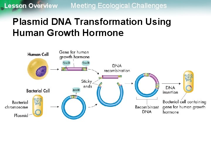 Lesson Overview Meeting Ecological Challenges Plasmid DNA Transformation Using Human Growth Hormone 