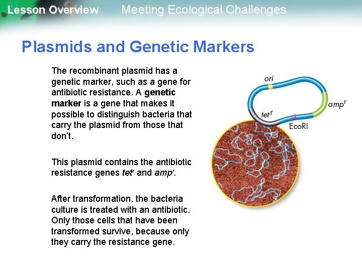 Lesson Overview Meeting Ecological Challenges Plasmids and Genetic Markers The recombinant plasmid has a