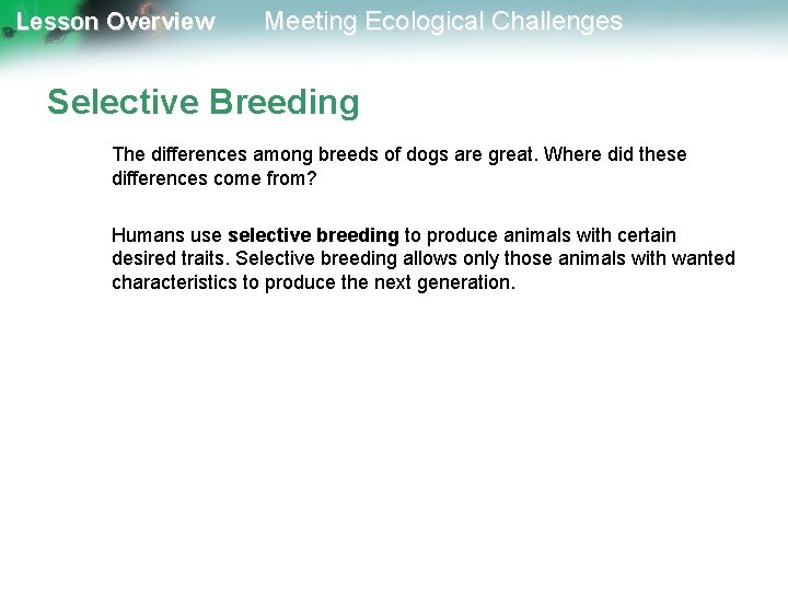 Lesson Overview Meeting Ecological Challenges Selective Breeding The differences among breeds of dogs are